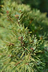 Alberta spruce Sanders Blue branch