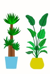 大型観葉植物のポストカード