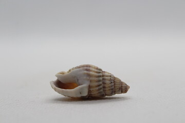 tritia reticulata isolated on a white background 