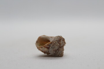 Small Adriatic Turbinate Monodont (Osilinus turbinatus) isolated on a white background 