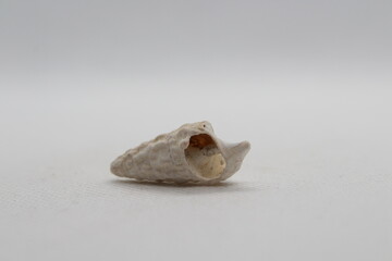 Sea snail Common cerith or European cerith (Cerithium vulgatum) isolated on a white background 