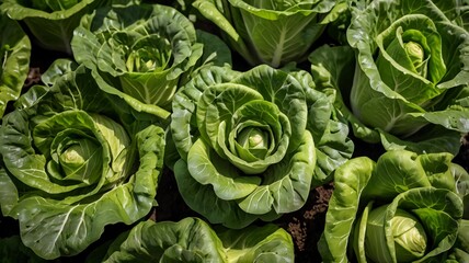 Obraz premium Fresh cabbage from nature background