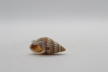 tritia reticulata isolated on a white background 