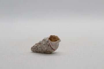 Sea snail Common cerith or European cerith (Cerithium vulgatum) isolated on a white background 