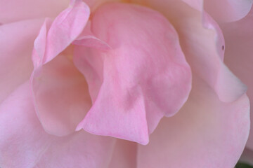 Obraz premium Delicate pink petals unfold in soft light, revealing nature's exquisite beauty in a tranquil garden setting