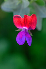 Fototapeta premium Vibrant blossom showcases a blend of red and purple hues in a tranquil garden setting