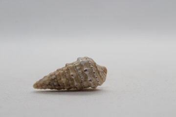 Sea snail Common cerith or European cerith (Cerithium vulgatum) isolated on a white background 
