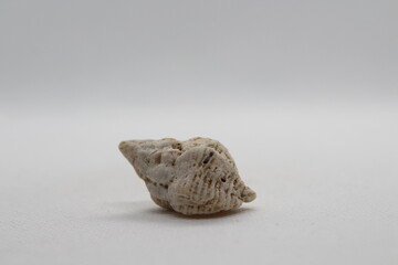 Sea snail Common cerith or European cerith (Cerithium vulgatum) isolated on a white background 