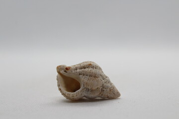 Sea snail Common cerith or European cerith (Cerithium vulgatum) isolated on a white background 
