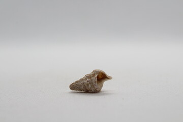 Sea snail Common cerith or European cerith (Cerithium vulgatum) isolated on a white background 