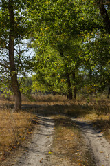 Road in the green forest. Village Boguchar.