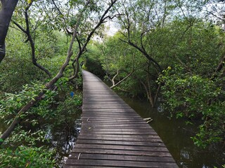 a wooden boardwalk winding through a lush mangrove forest. The path is partially submerged in water, suggesting the tidal nature of the environment. The dense foliage creates a sense of tranquility an