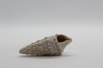 Sea snail Common cerith or European cerith (Cerithium vulgatum) isolated on a white background 