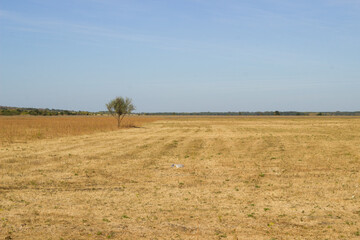 Obraz premium Lonely tree in a yellow field. Boguchar village