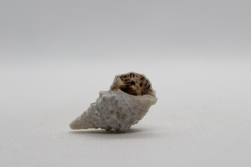 Sea snail Common cerith or European cerith (Cerithium vulgatum) isolated on a white background 