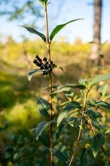 close up of black berries