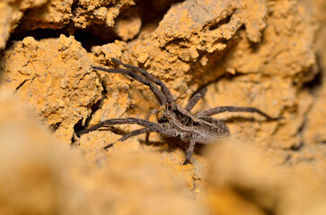 beautiful wolf spider stalking a prey