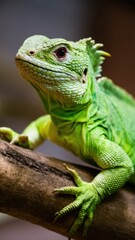 Obraz premium Vibrant green iguana, close-up portrait, scaly texture, piercing eyes, reptile beauty, tree branch perch, blurred background, macro photography, exotic pet, wildlife shot, lizard details, emerald hues