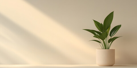 Houseplant in a beige pot, sunlit minimalist background.