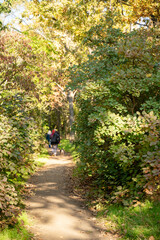 Fototapeta premium A dirt path in a forest