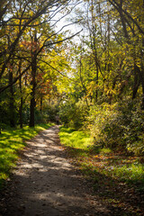 A dirt path in a forest