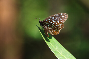 Close up of Blue Tiger Butterfly. Tirumala septentrionis, the dark blue tiger, is a danaid butterfly.