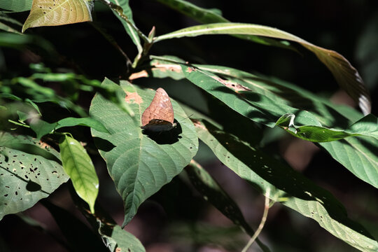 Close up of Discophora necho Butterfly, the blue duffer resting on a leaf. Part of the Morphinae subfamily of the brush-footed butterflies family