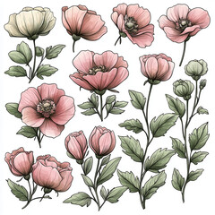 Hand drawn floral illustrations featuring pink and white flowers with green leaves