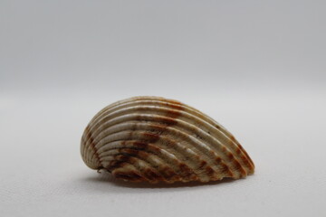 Beautiful sea shells of common cockle isolated on a white background. Cerastoderma edule. Decorative ribbed oval seashells of edible saltwater clams.
