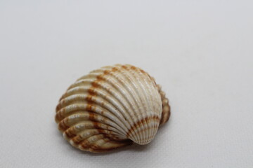 Beautiful sea shells of common cockle isolated on a white background. Cerastoderma edule. Decorative ribbed oval seashells of edible saltwater clams.
