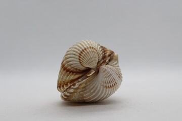Beautiful sea shells of common cockle isolated on a white background. Cerastoderma edule. Decorative ribbed oval seashells of edible saltwater clams.
