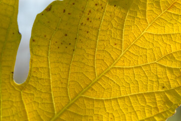 Beautiful autumn leaf showcasing vibrant yellow hues and intricate vein patterns in natural sunlight