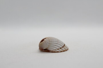 Beautiful sea shells of common cockle isolated on a white background. Cerastoderma edule. Decorative ribbed oval seashells of edible saltwater clams.
