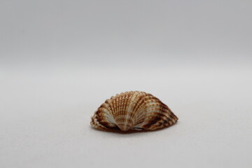 Beautiful sea shells of common cockle isolated on a white background. Cerastoderma edule. Decorative ribbed oval seashells of edible saltwater clams.
