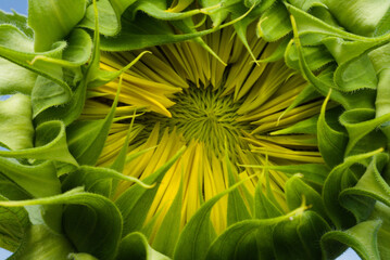597 Budding Sunflower Macro Center of a budding sunflower of texture and colors.
