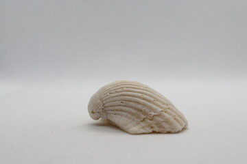 Multiple projection view of a Rough cockle shell (Acanthocardia tuberculata) isolated on white background
