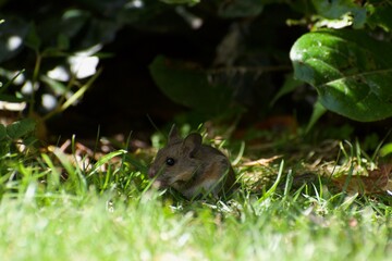 Mouse in the grass