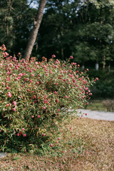 Flowers and trees in Dongguan Botanical Garden, a tourist attraction in Asia, enjoy the sunshine