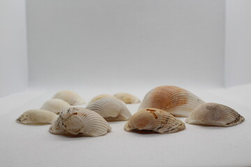 Multiple projection view of a Rough cockle shell (Acanthocardia tuberculata) isolated on white background
