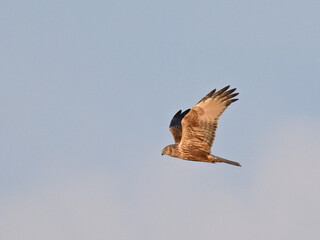 チュウヒ Eastern Marsh Harrier