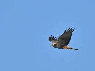 チュウヒ Eastern Marsh Harrier