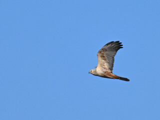 Obraz premium チュウヒ Eastern Marsh Harrier