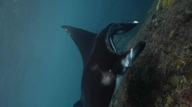 Majestic black manta ray amazing closeup glides through clear waters of Gili island corals, muzzle with mouth, accompanied by remora fish. Discover beauty of underwater life in stunning marine habitat