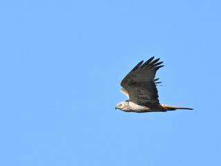 チュウヒ Eastern Marsh Harrier