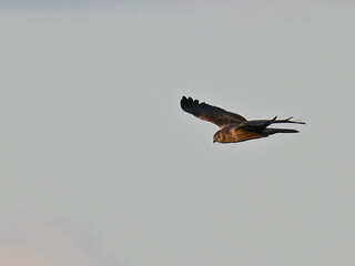 チュウヒ Eastern Marsh Harrier