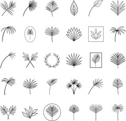 Tropical Palm Leaf Line Art Graphics Design Elements Set