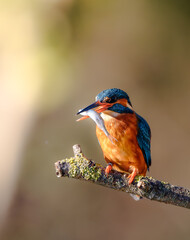 Catching kingfisher 
