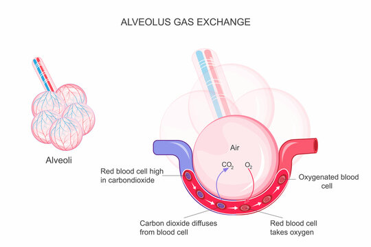 Alveolus gas exchange occurs as oxygen diffuses into blood and carbon dioxide diffuses out, across thin alveolar walls surrounded by capillaries.
