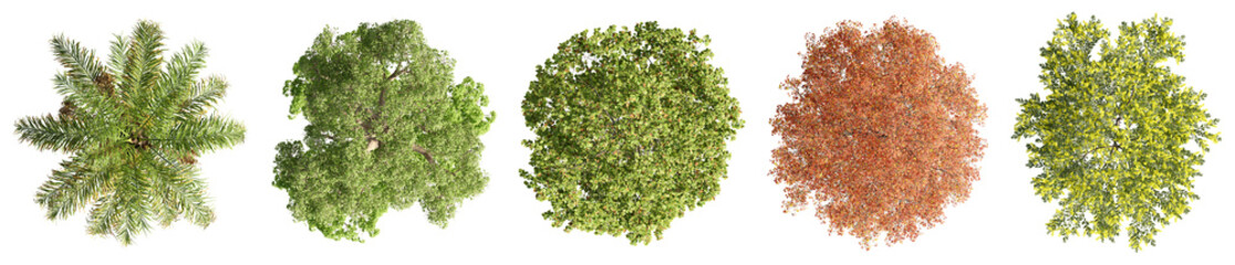 set of trees rendered from the top view, 3D illustration, for digital composition, illustration, 2D plans, architecture visualization
