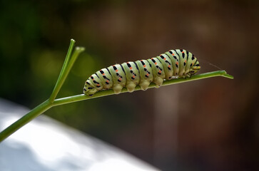 caterpillar on a branch